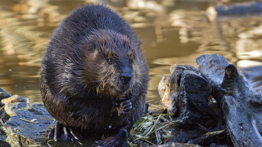 "Beaver" van Helen Haden, CC BY-NC 2.0